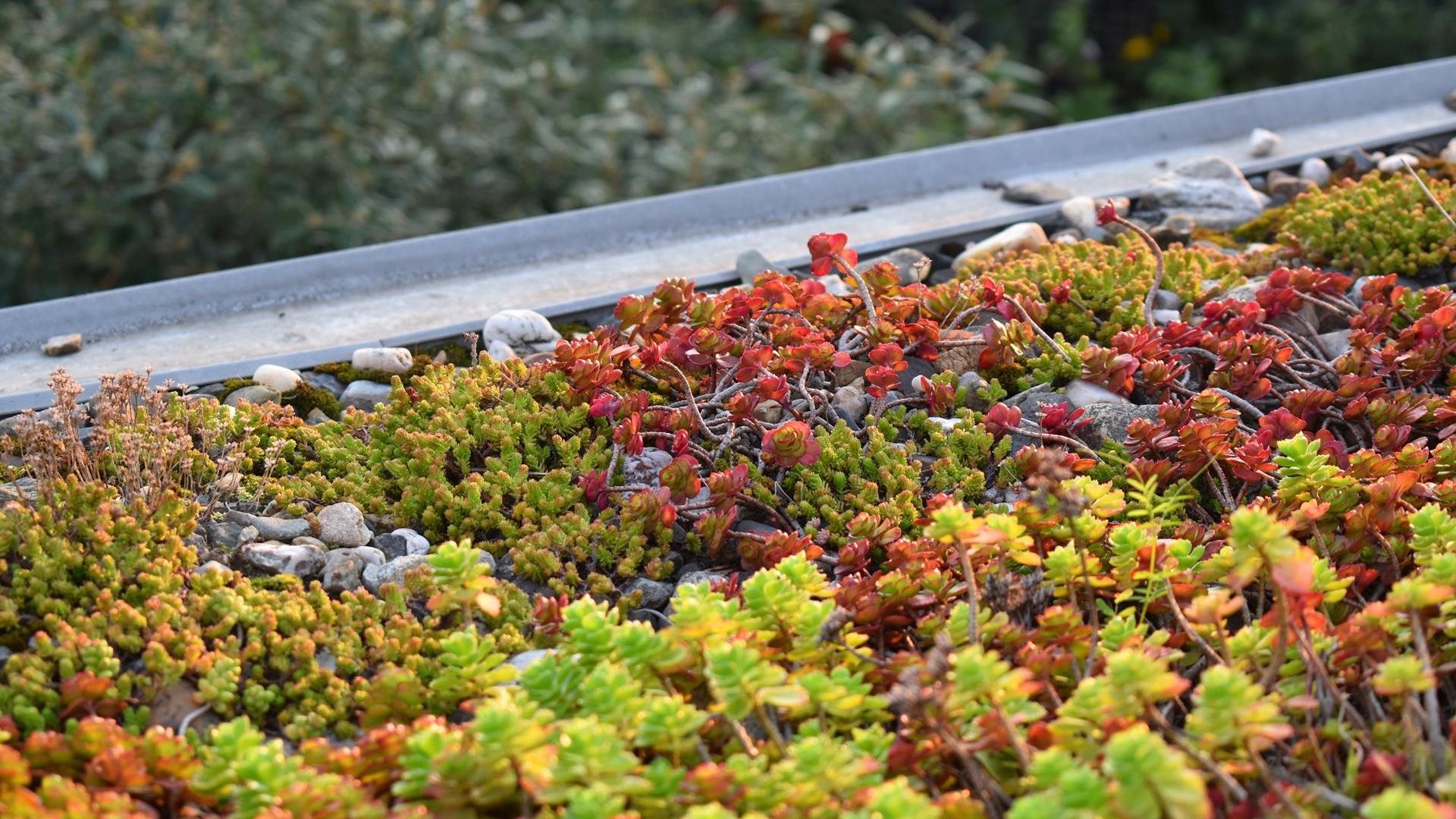 Planten op een groen dak