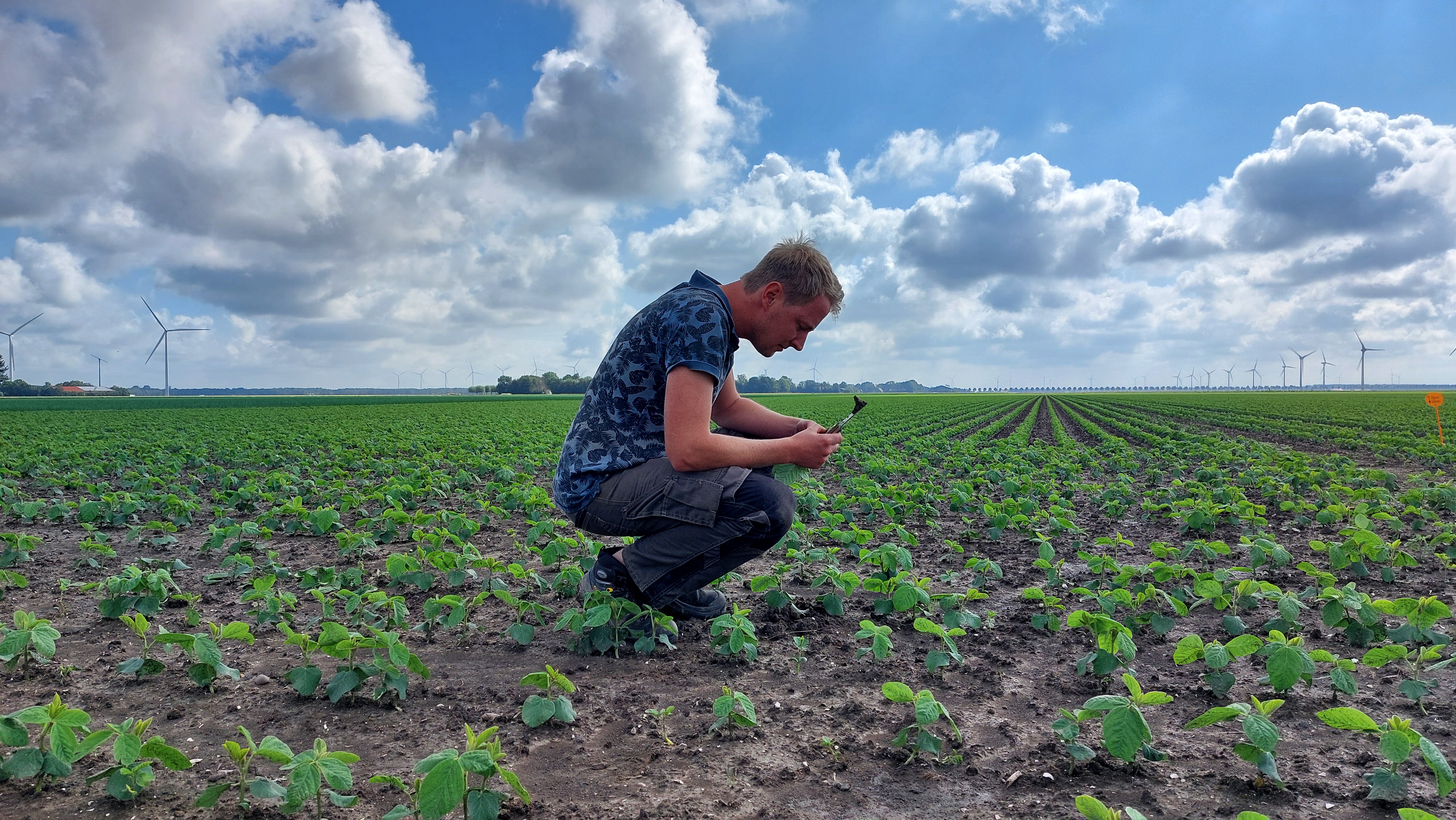 Teler Wouter Klaasse Bos in het sojaveld