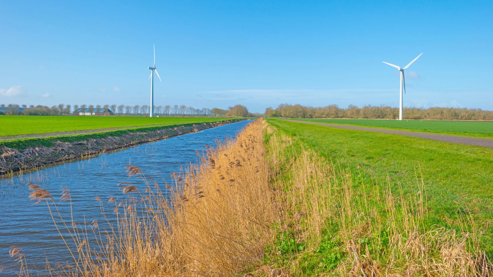 Polder-water-met-riet-en-windmolens