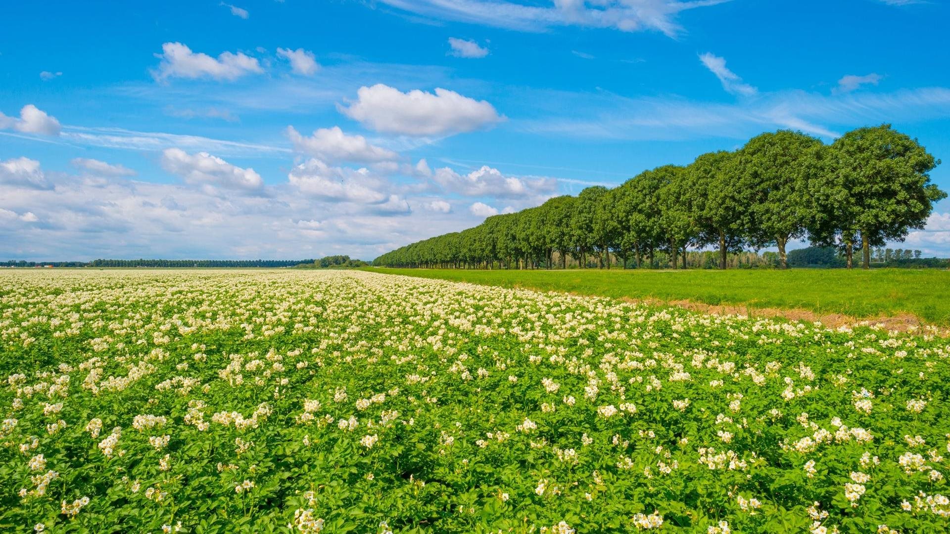 Aardappelveld